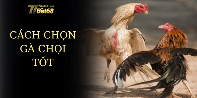 cách chọn gà chọi tốt từ chuyên gia